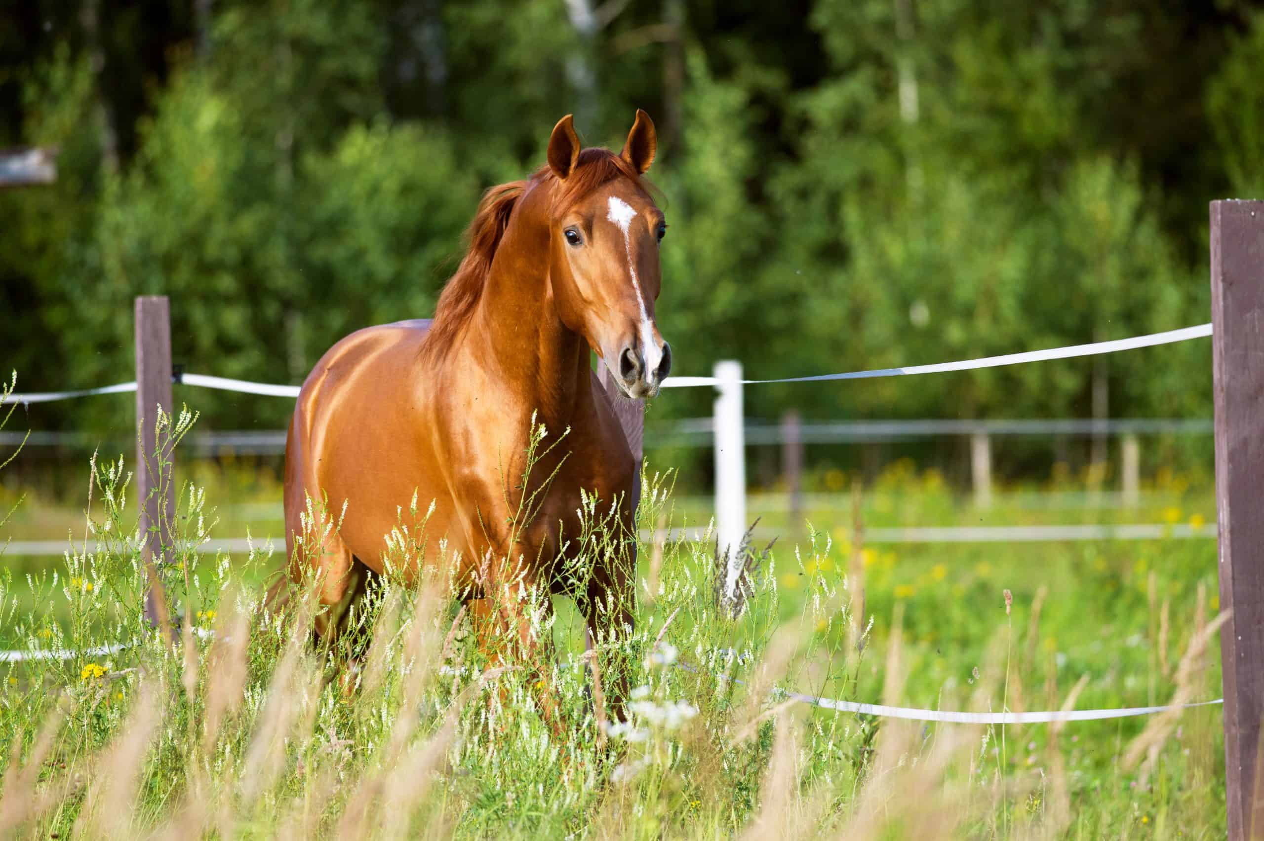 horses recognize