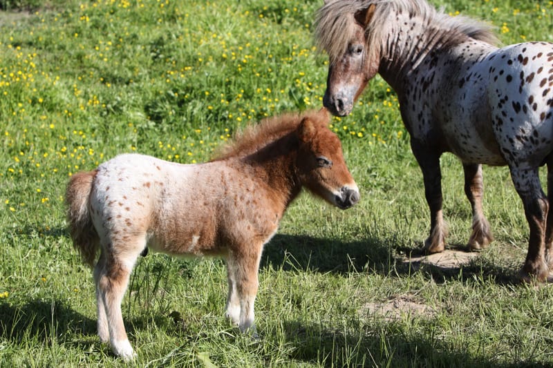 types of horses