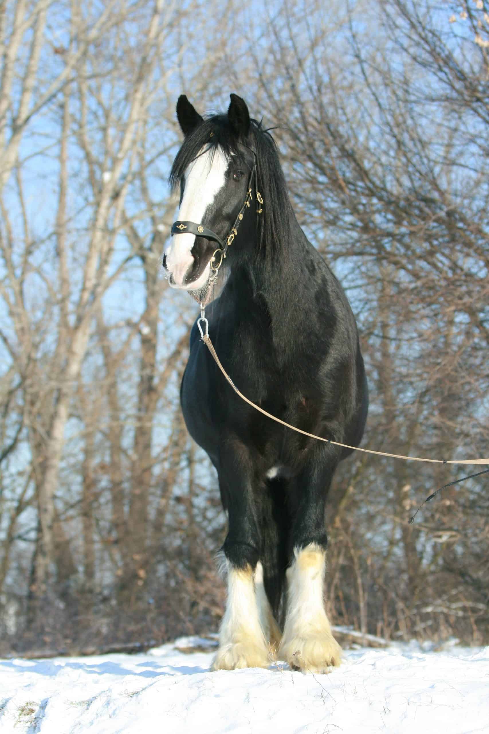 Equine 411: All About The Ardennes Horse Breed