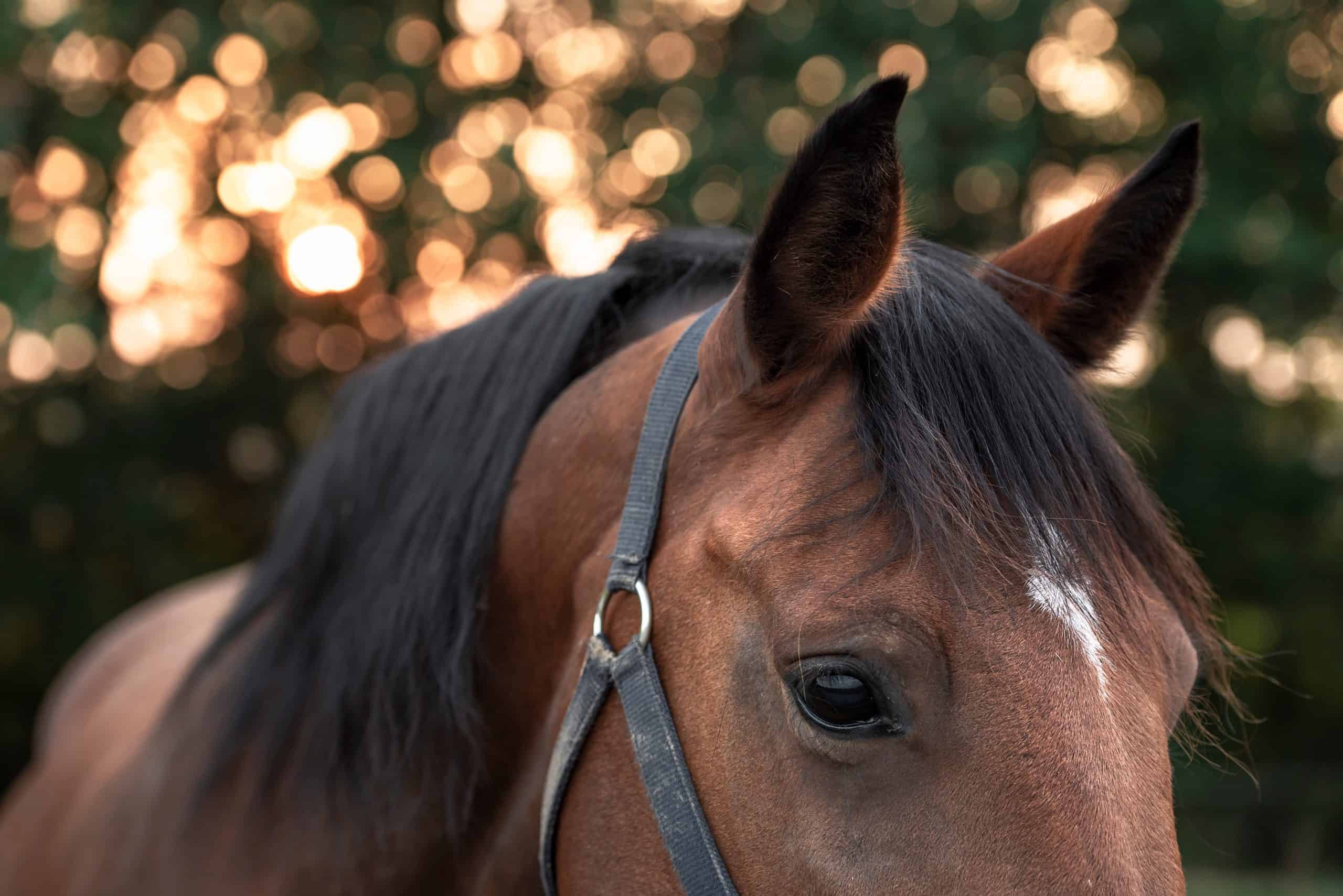 Portrait of a dark brown horse with a white spot on forehead, looking down with sad eyes, an image with selective focus in the morning light.