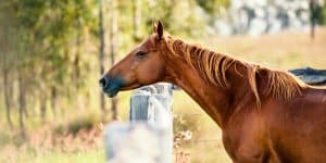 Single horse in the outback, in Brisbane - Queensland.