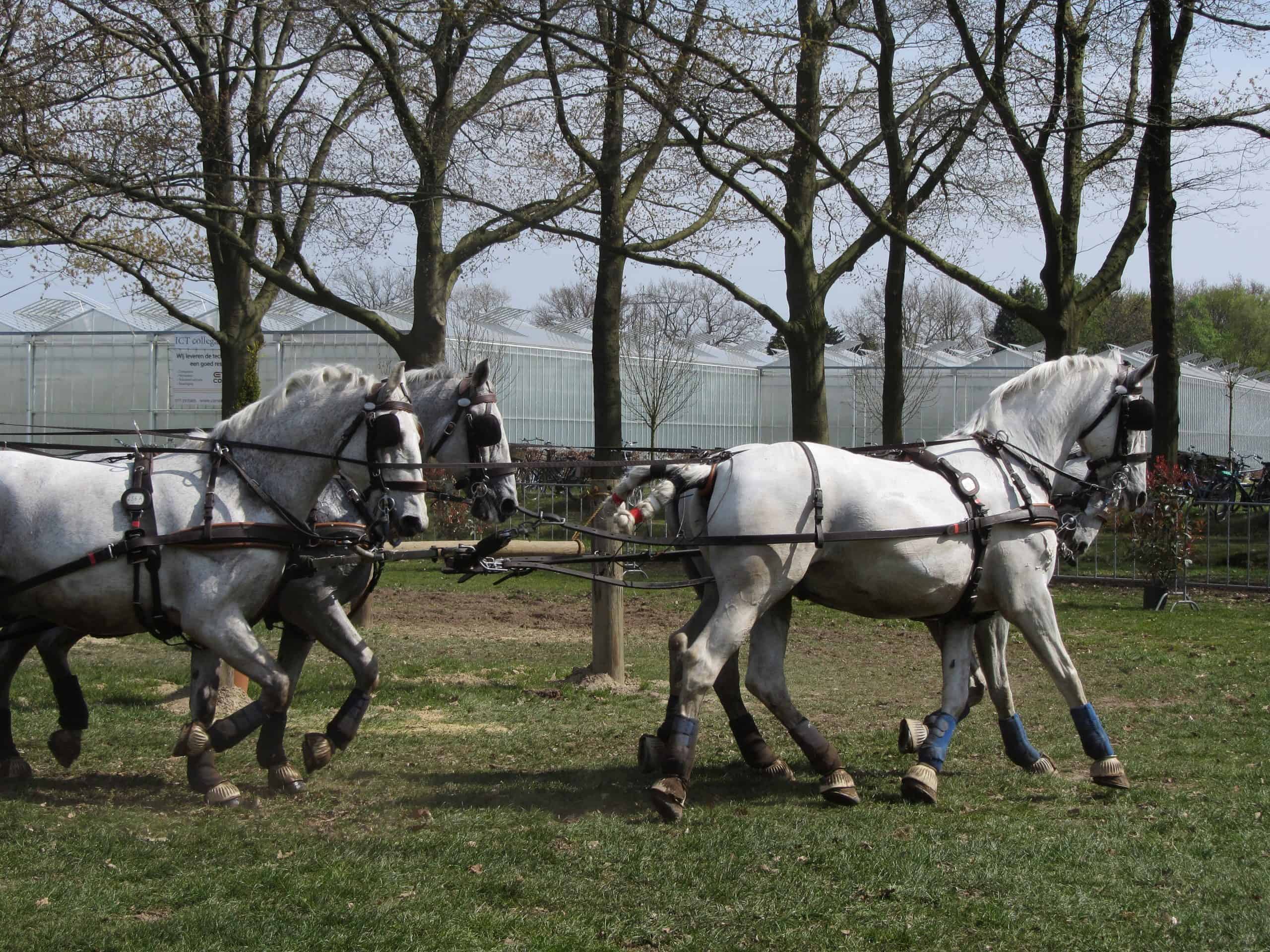 Team of Percheron Horses Running. Copy Space.