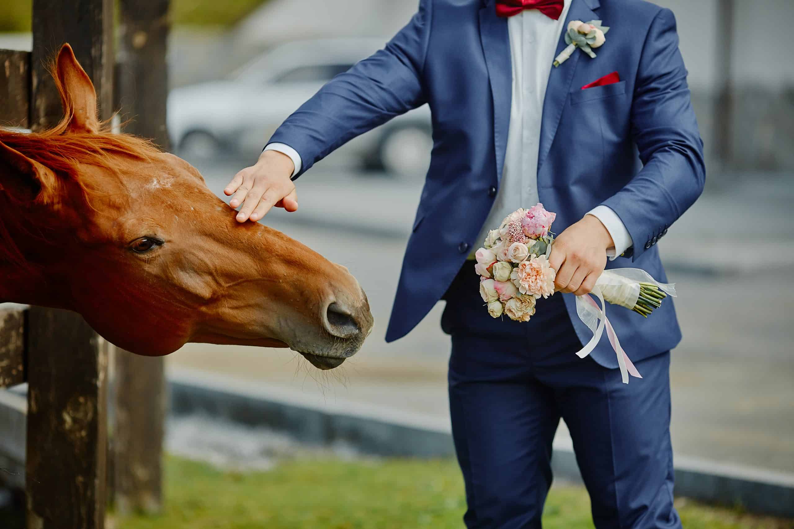 The groom, holding a wedding bouquet in hand, and a horse, who reached out to the bouquets to smell and eat.Funny wedding moment.