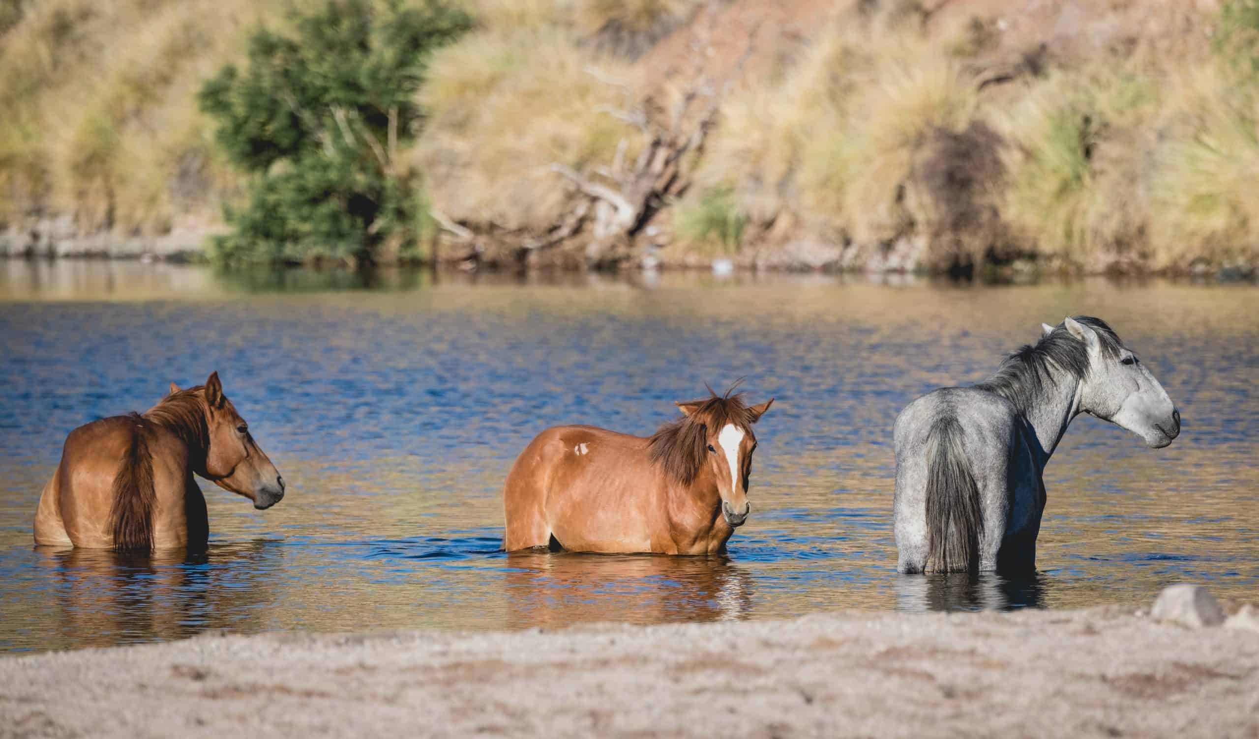Salt River wild horses cooling off in the river