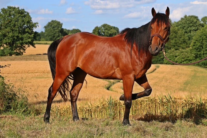 Equine 411: All About The Ardennes Horse Breed