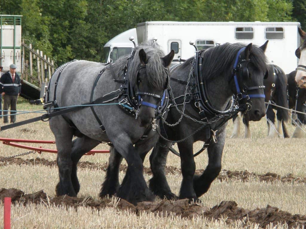 World's biggest horse breeds