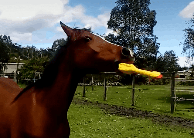 funny horse