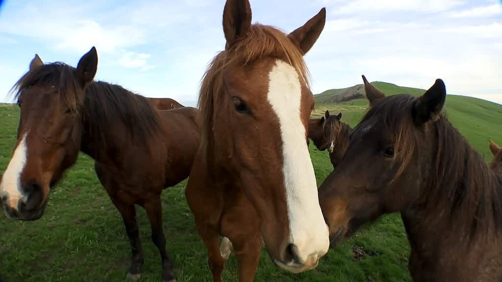 Freedom Reigns unwanted horses