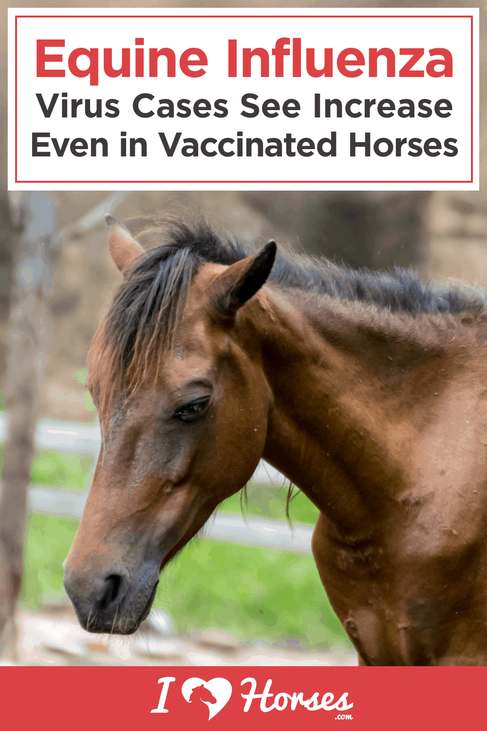 horse flu