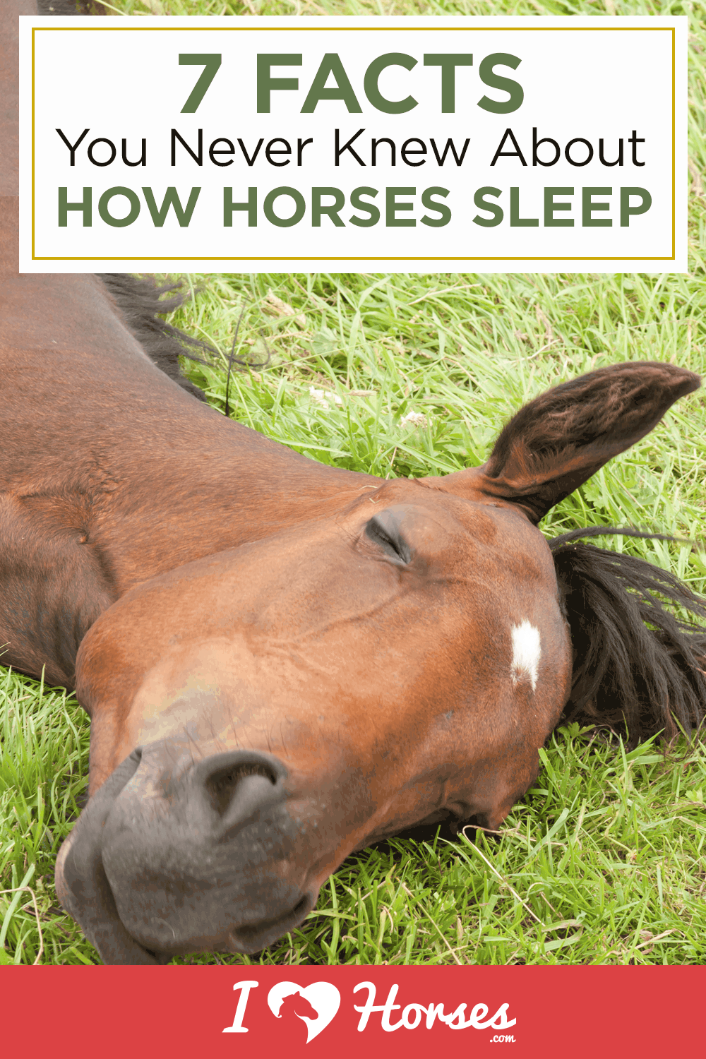 how horses sleep