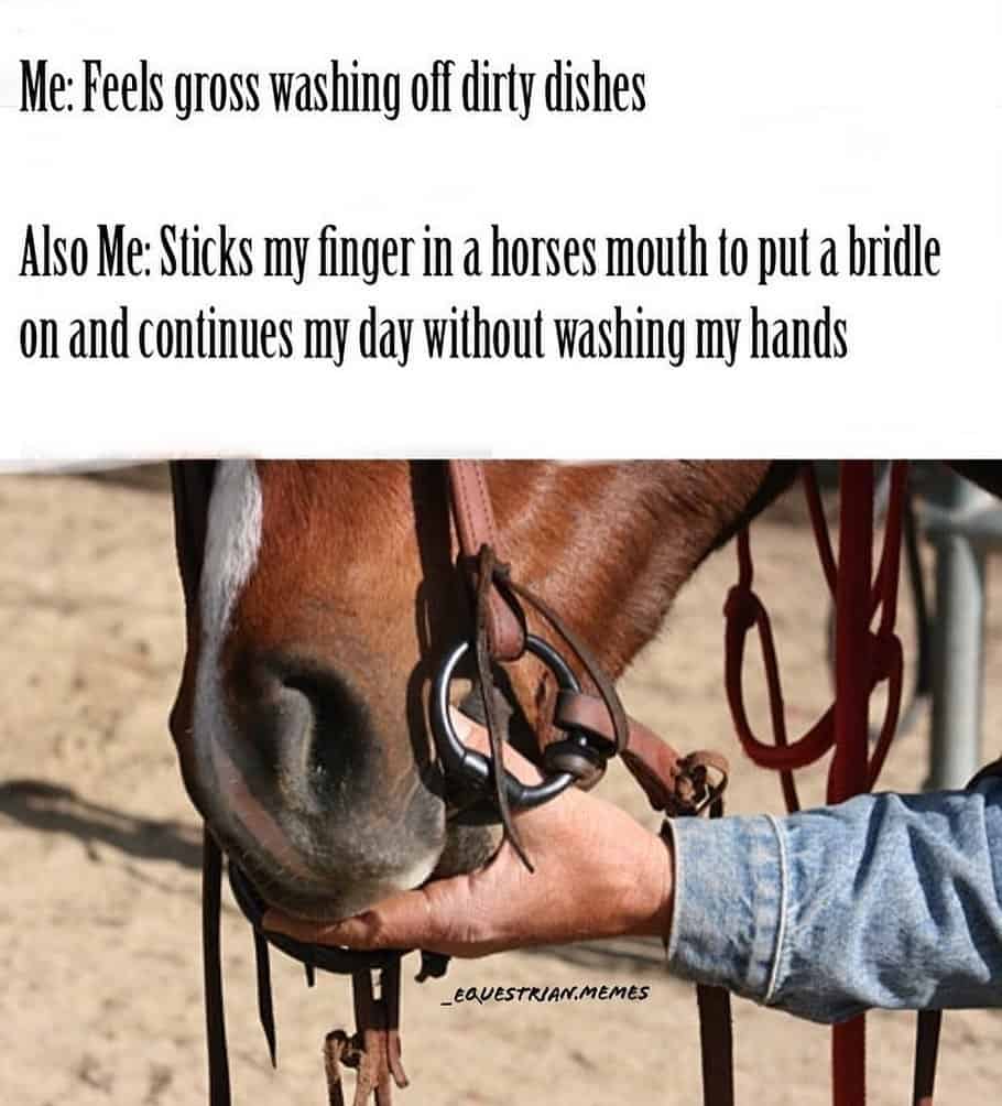 equestrian memes