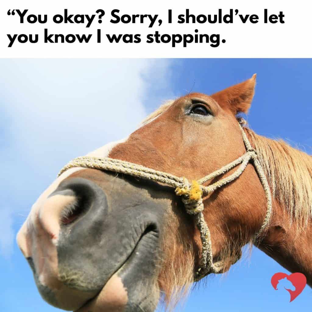 equestrian memes