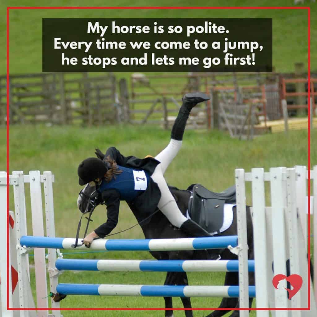 equestrian memes