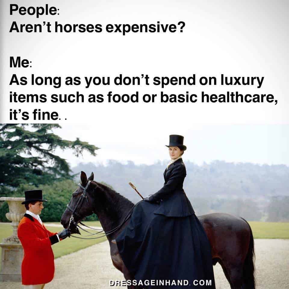 equestrian memes