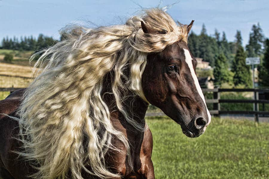 prettiest horse breeds