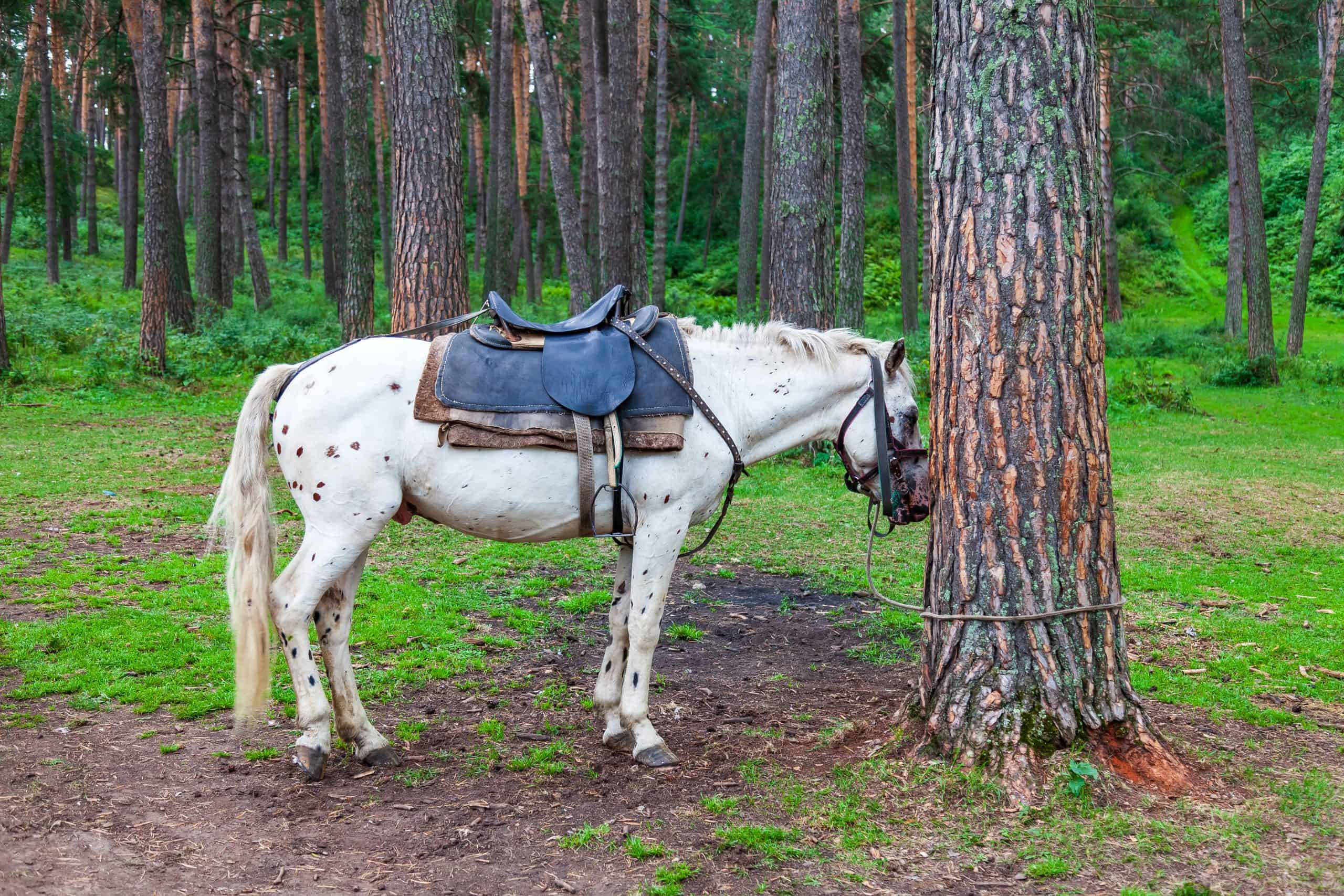 horse sleep