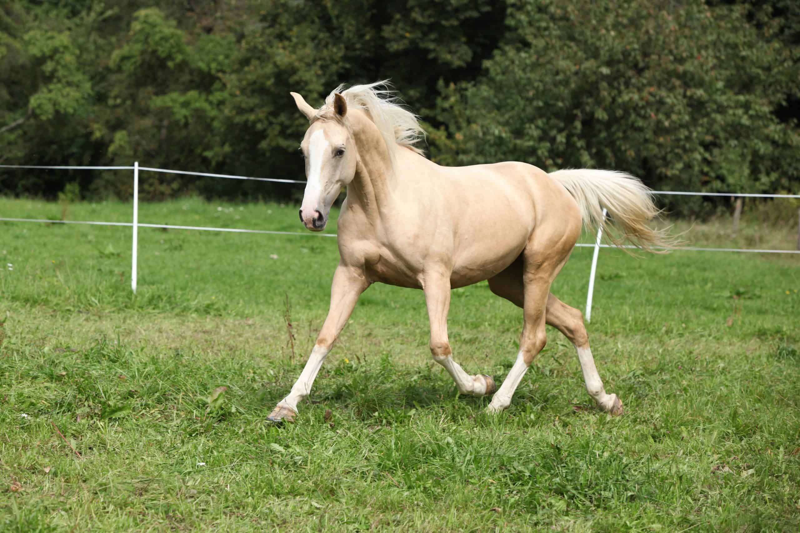 palomino horse