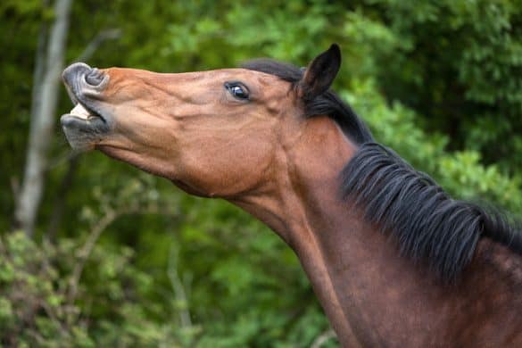 How Horse Senses Relate To Their Behavior