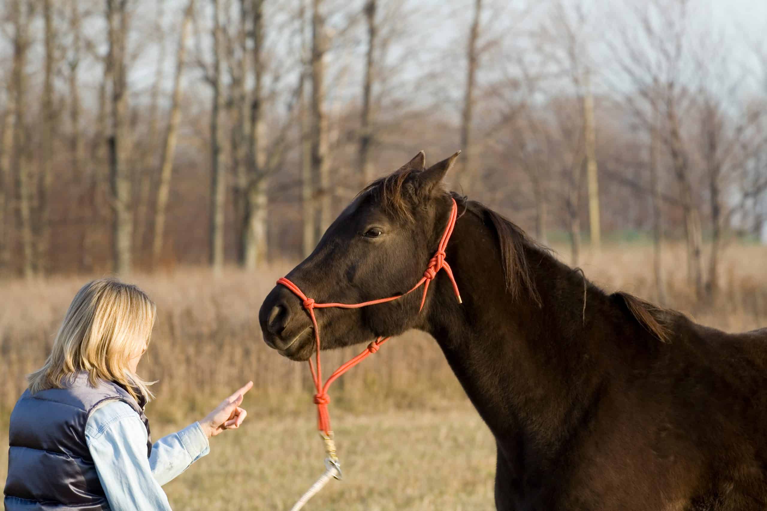 Chain Use vs. Abuse Clarified by Horse Experts