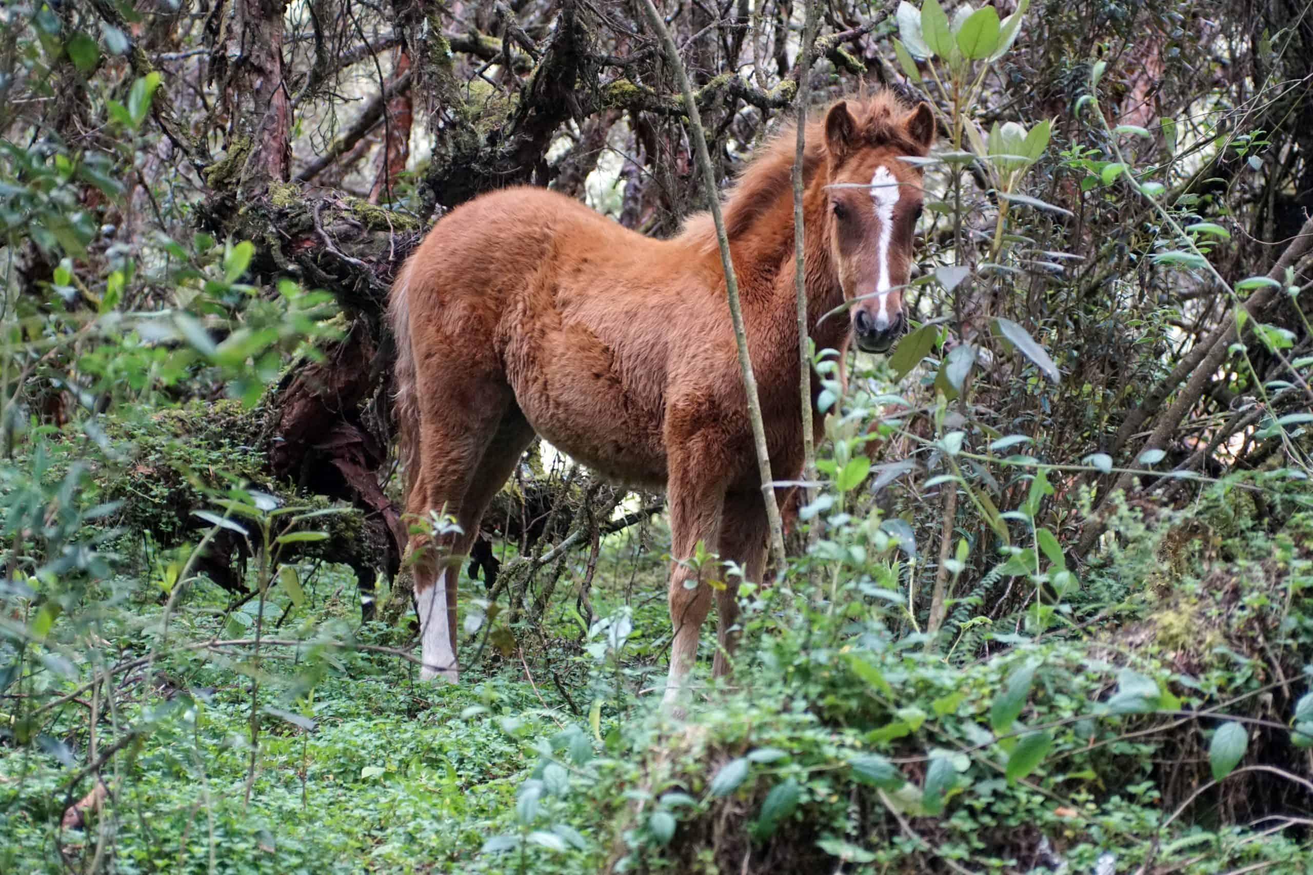 Horse in a polylepis forest in the high altitude El Angel Reserve in Northern Ecuador