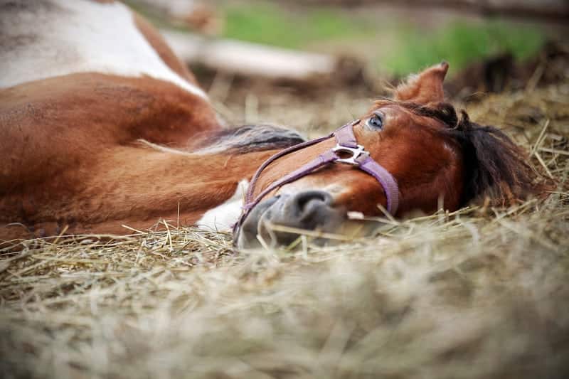 Equine Influenza Virus