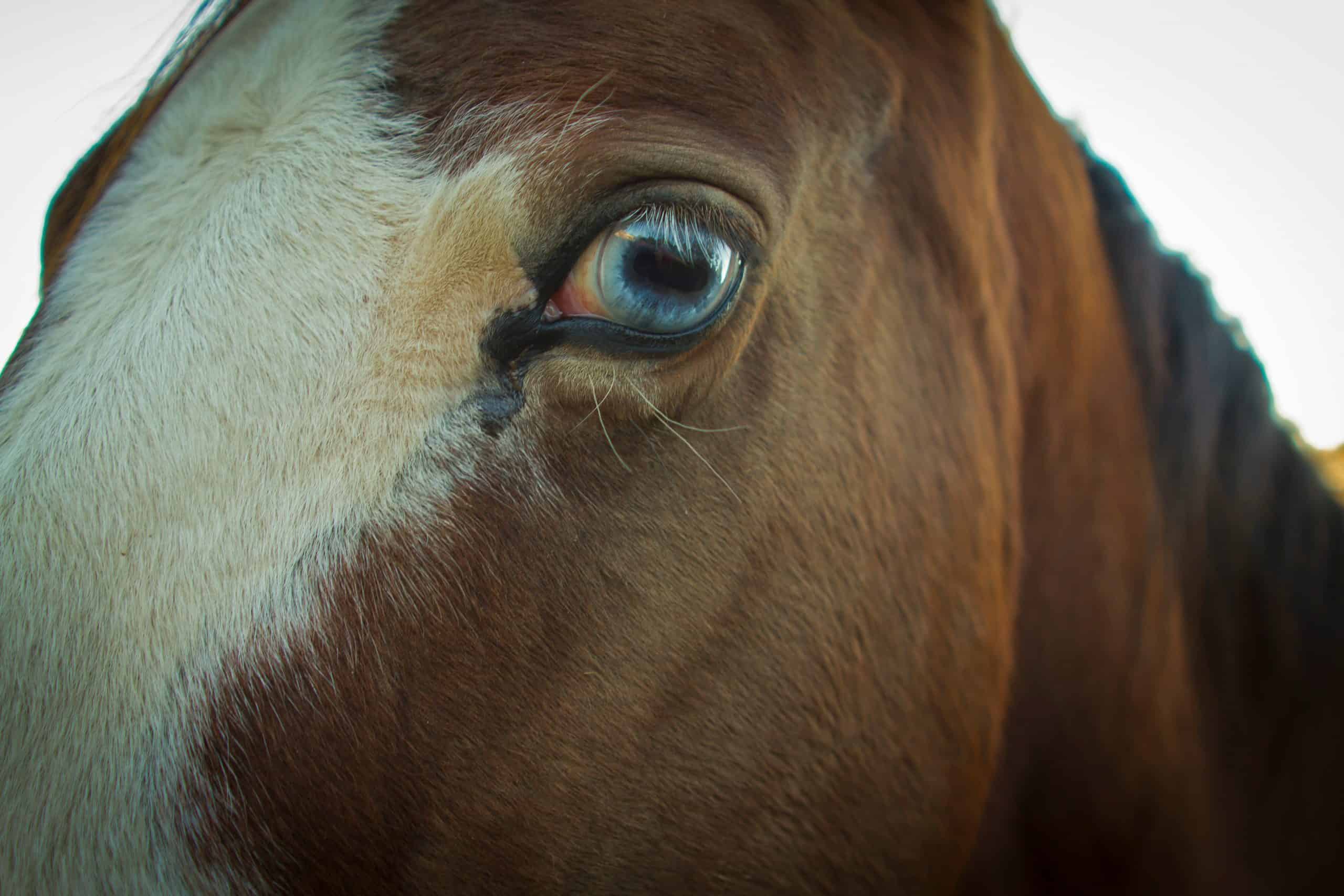 A Horse with an eery blue eye looking at the camera.