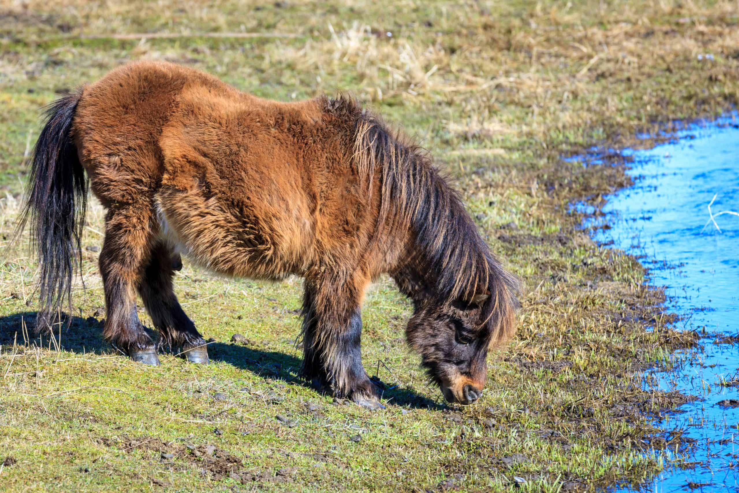 A miniature horse grazes on grass by the stream near Harrison, Idaho.