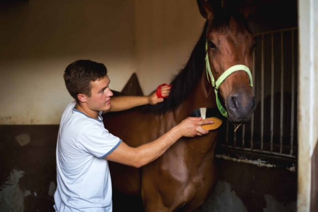 Owner horseman taking care of chestnut horse hoof