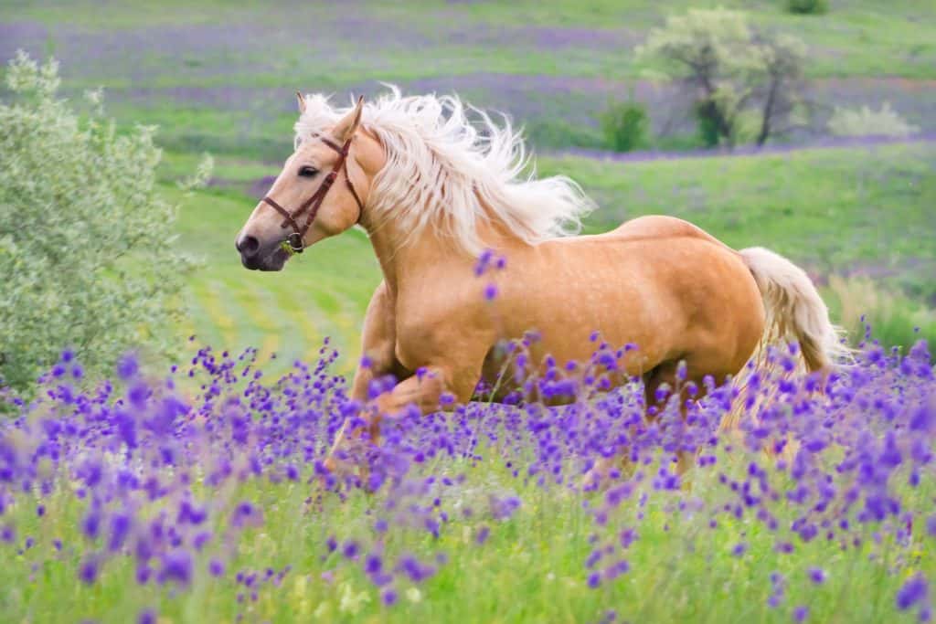 palomino horse color