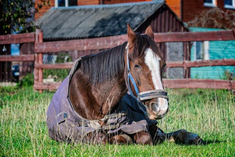 Equine Influenza Virus