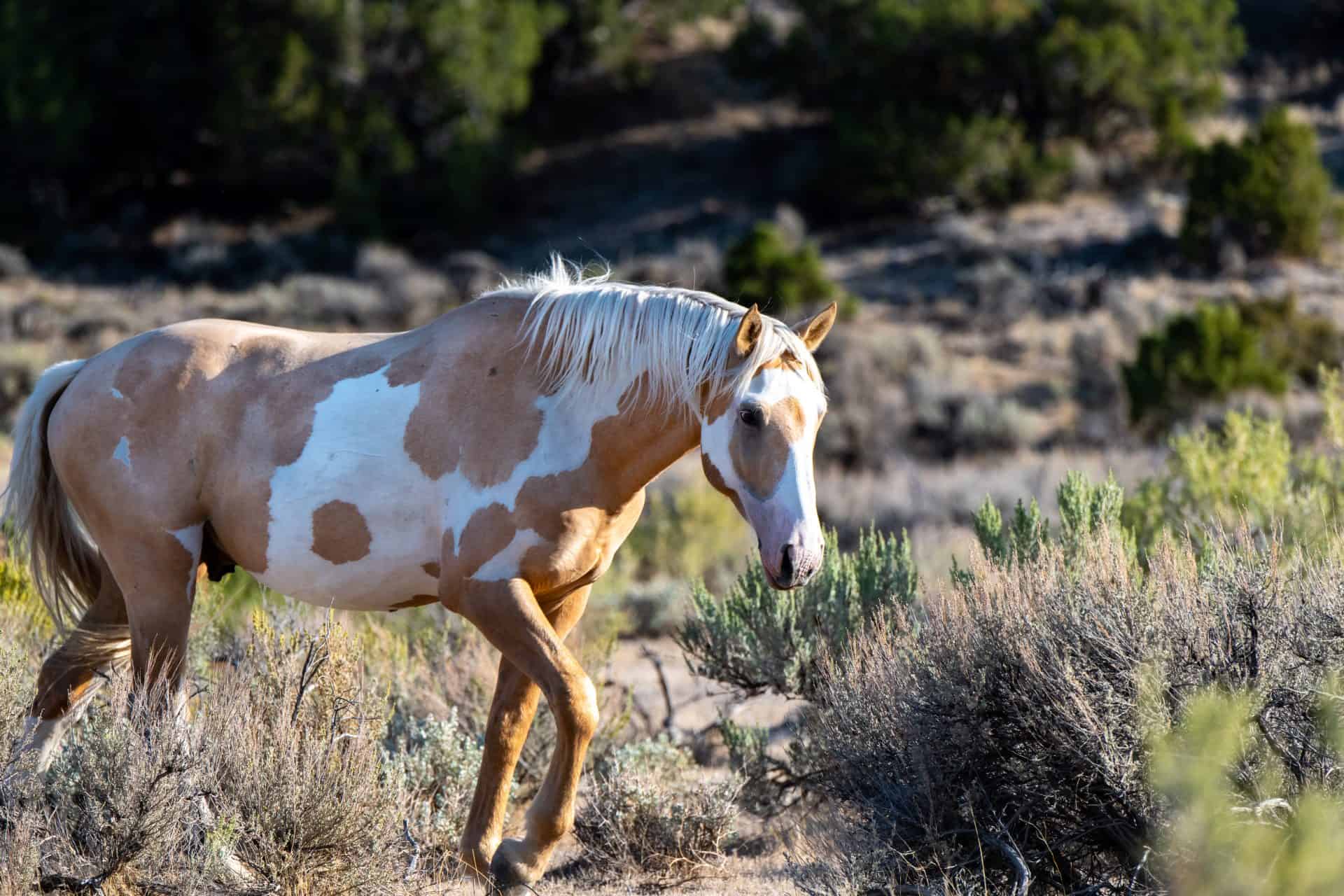 15-images-of-american-mustangs