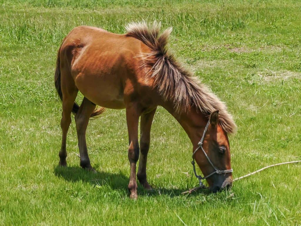 yonaguni ponies