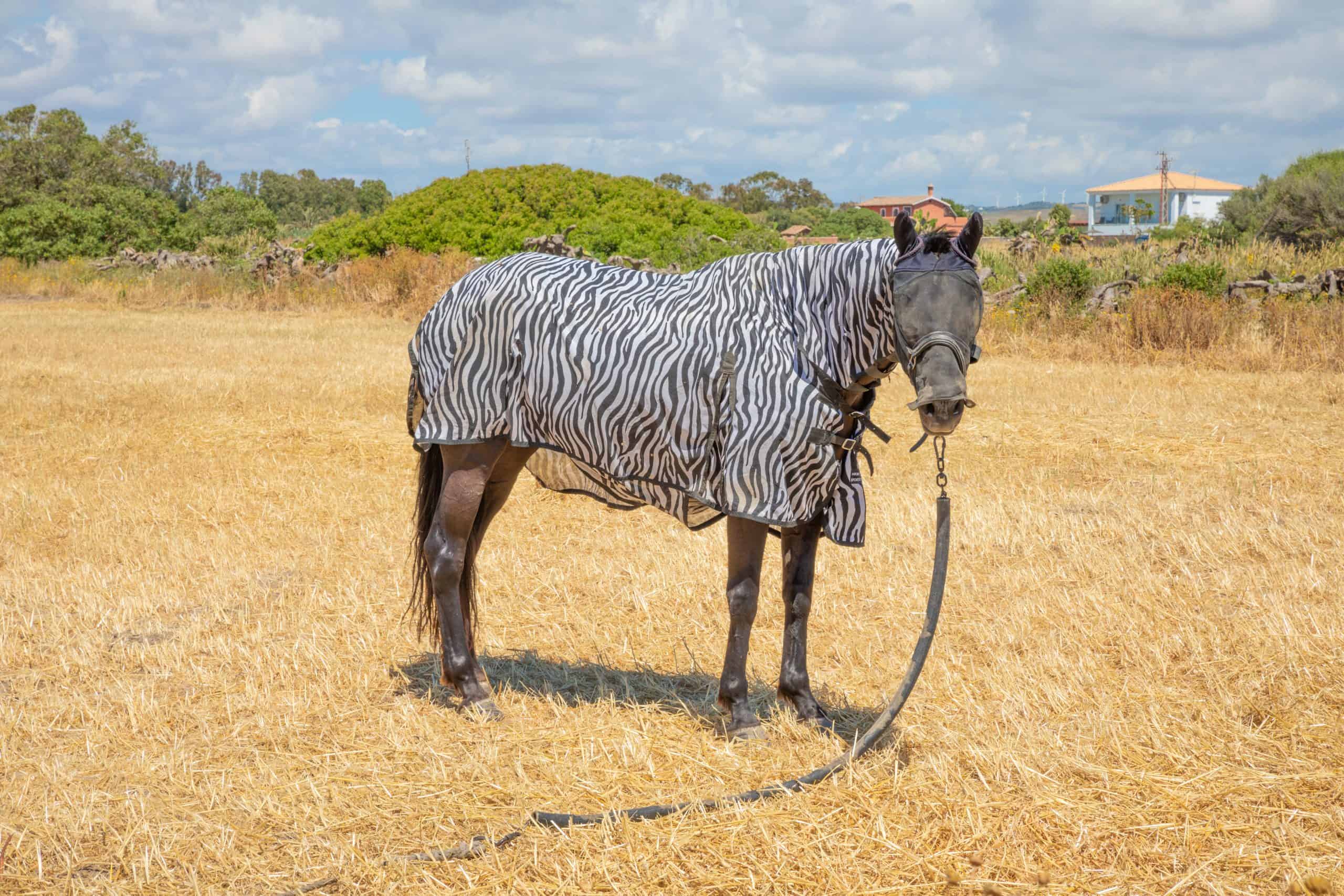 zebra stripes