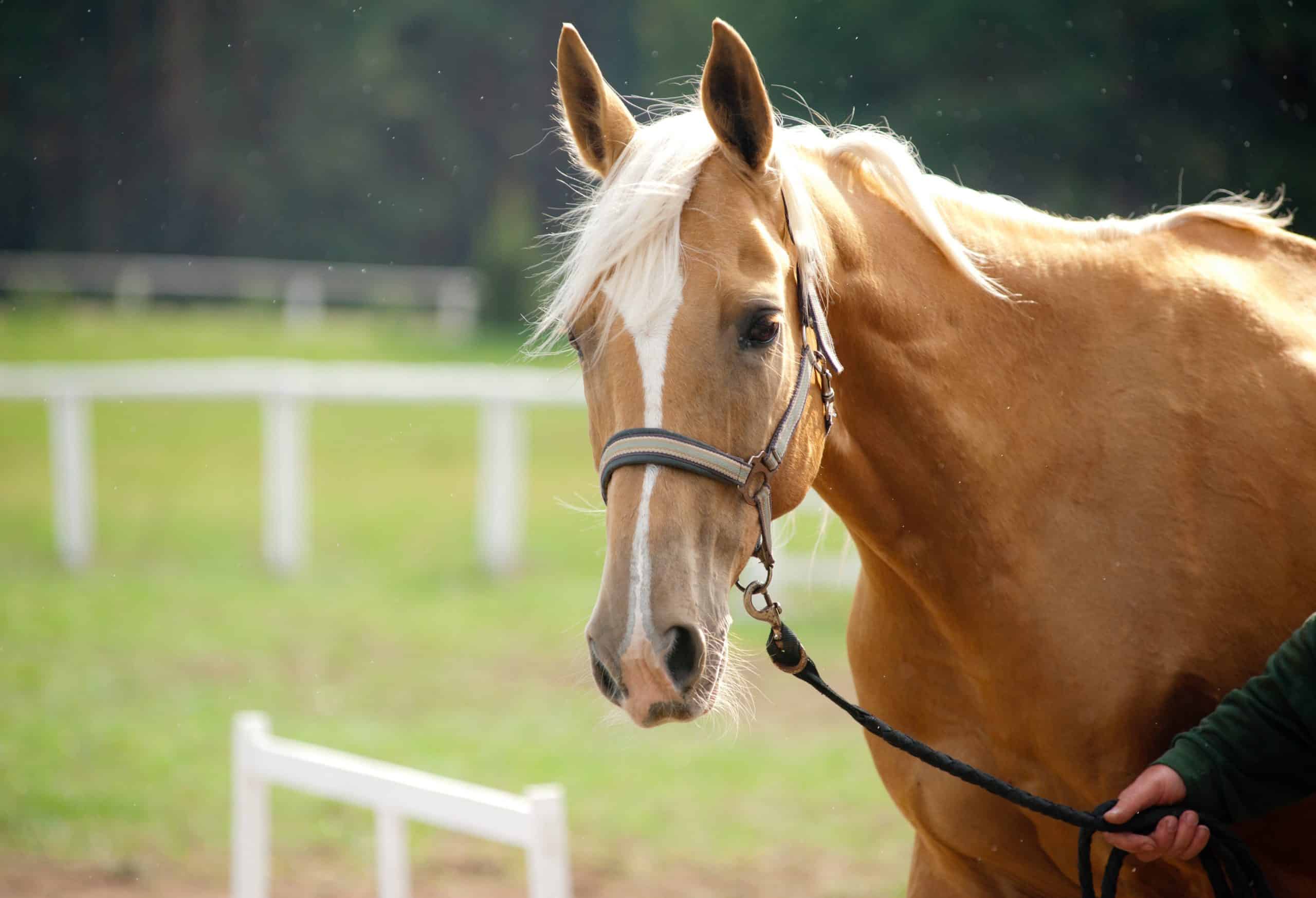 palomino horse color