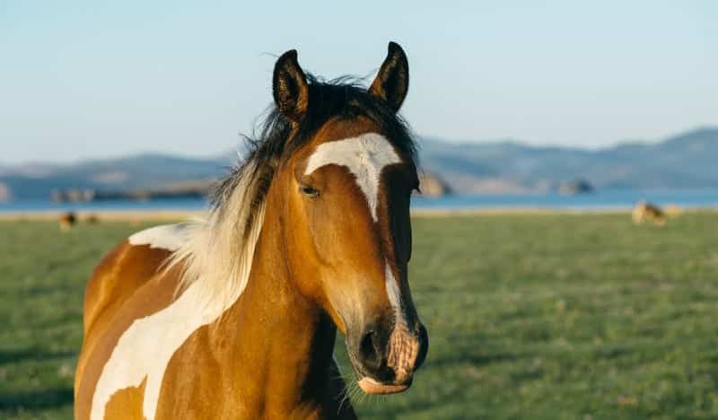 Equine Influenza Virus