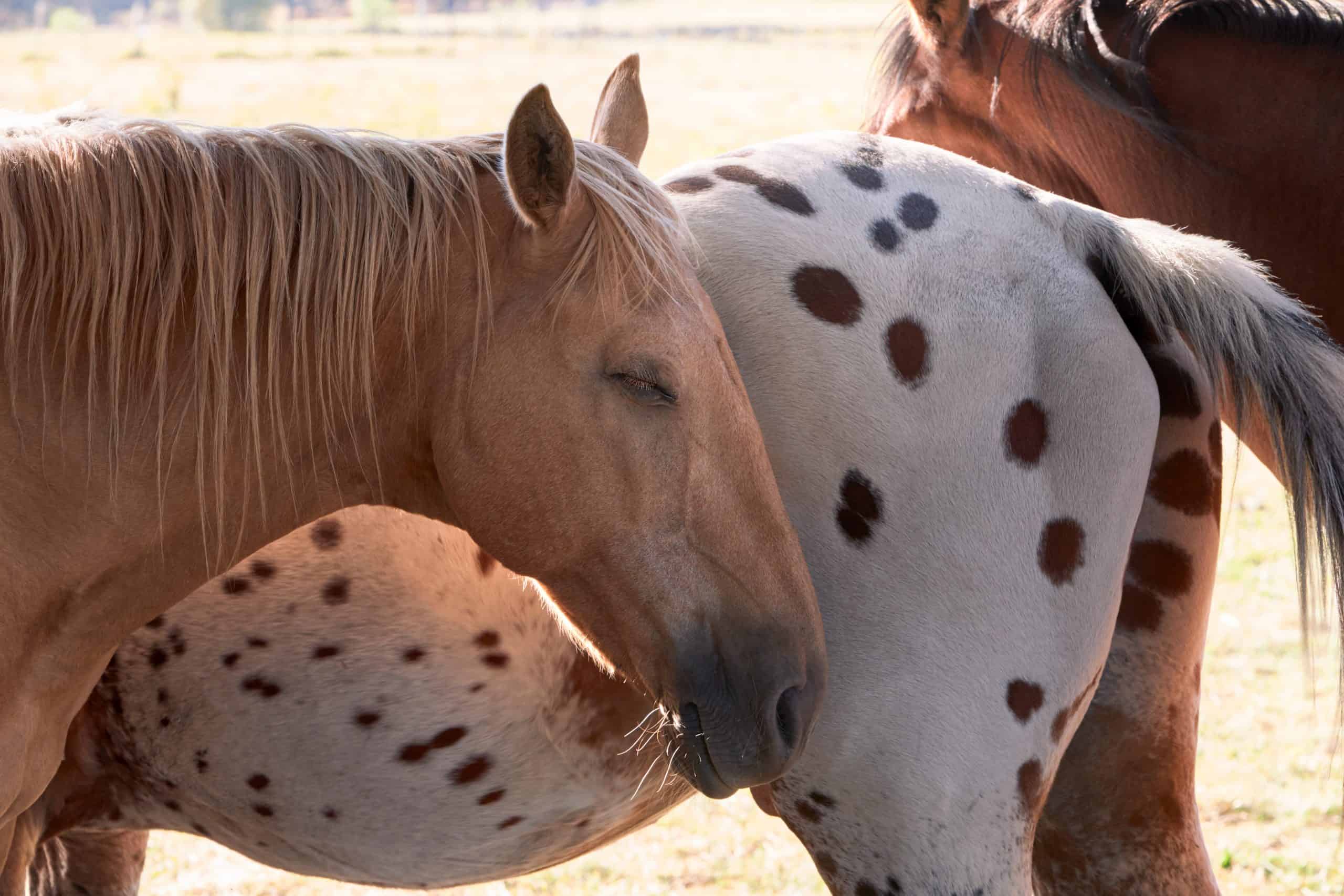 horse's sleeping habits