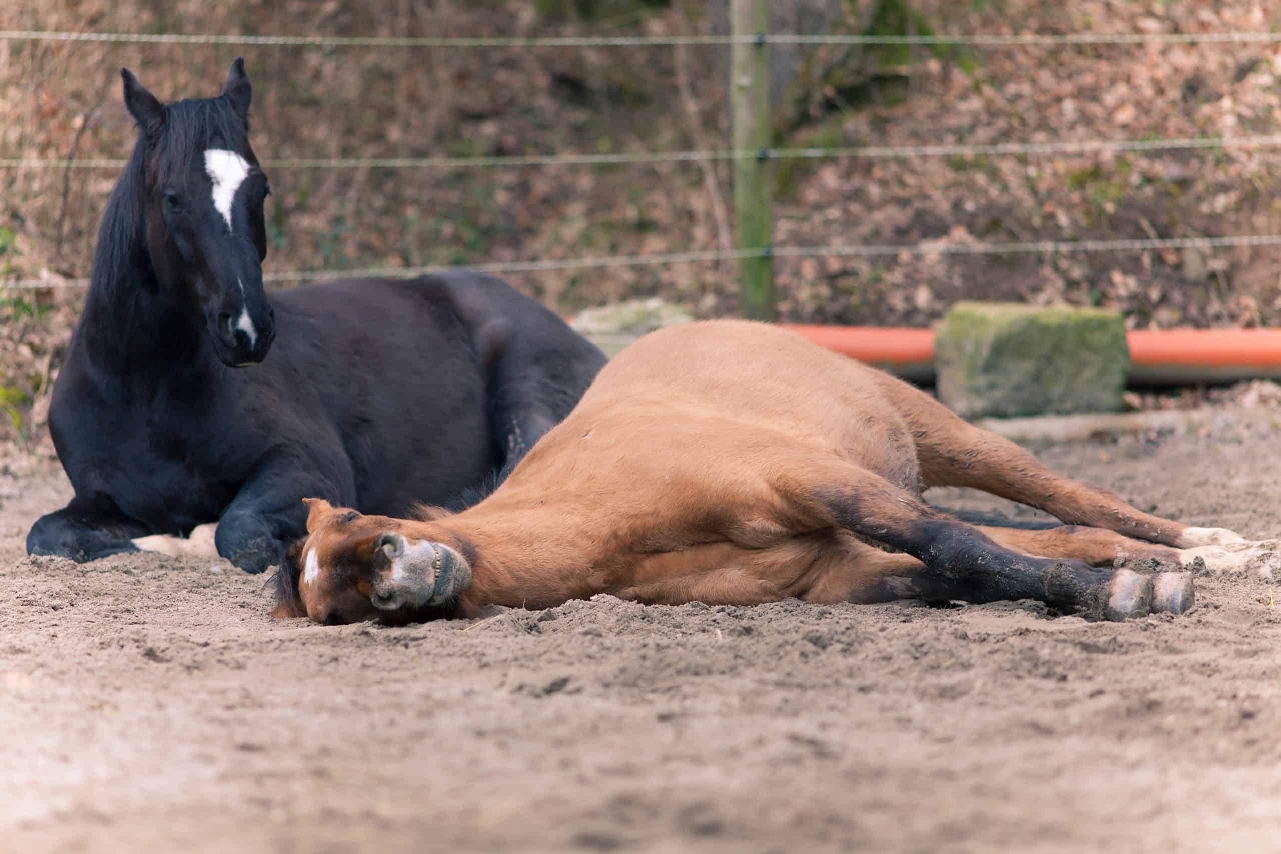 horse sleep
