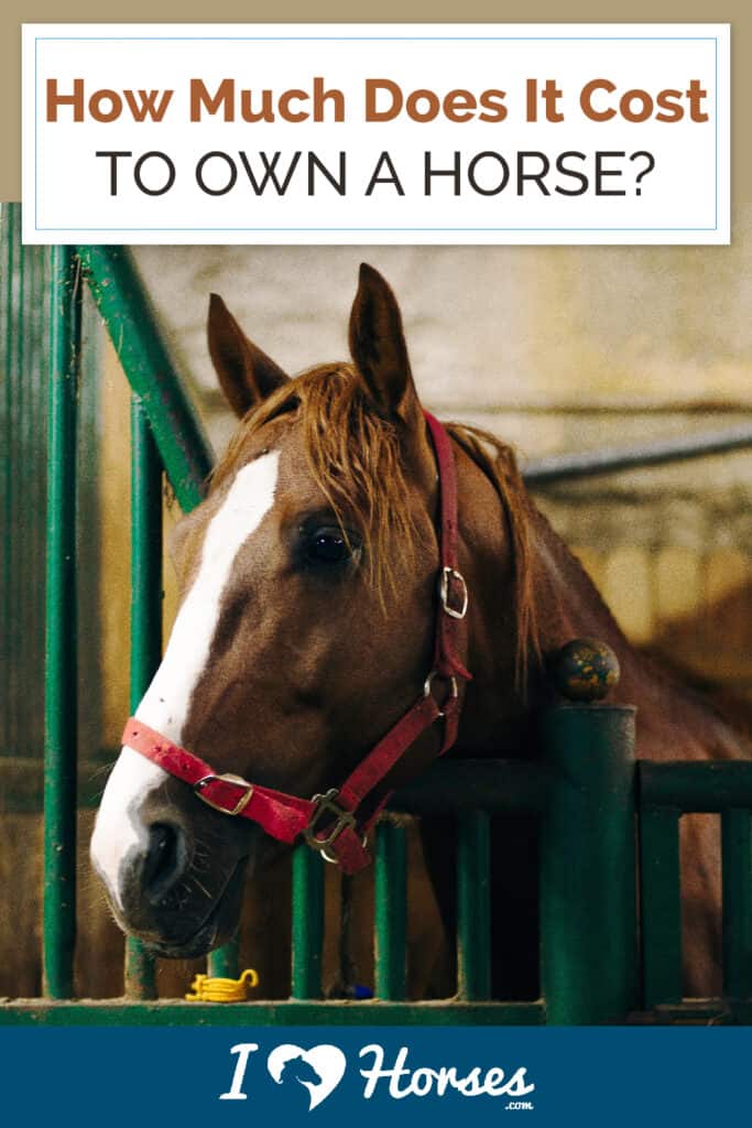 How Much Does It Cost To Own A Horse?