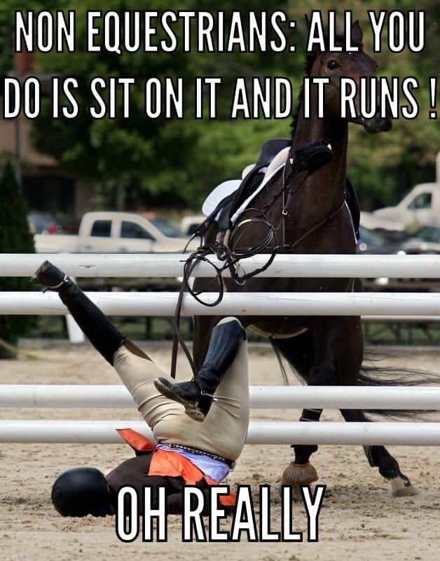 equestrian memes