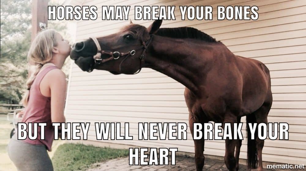 horse memes