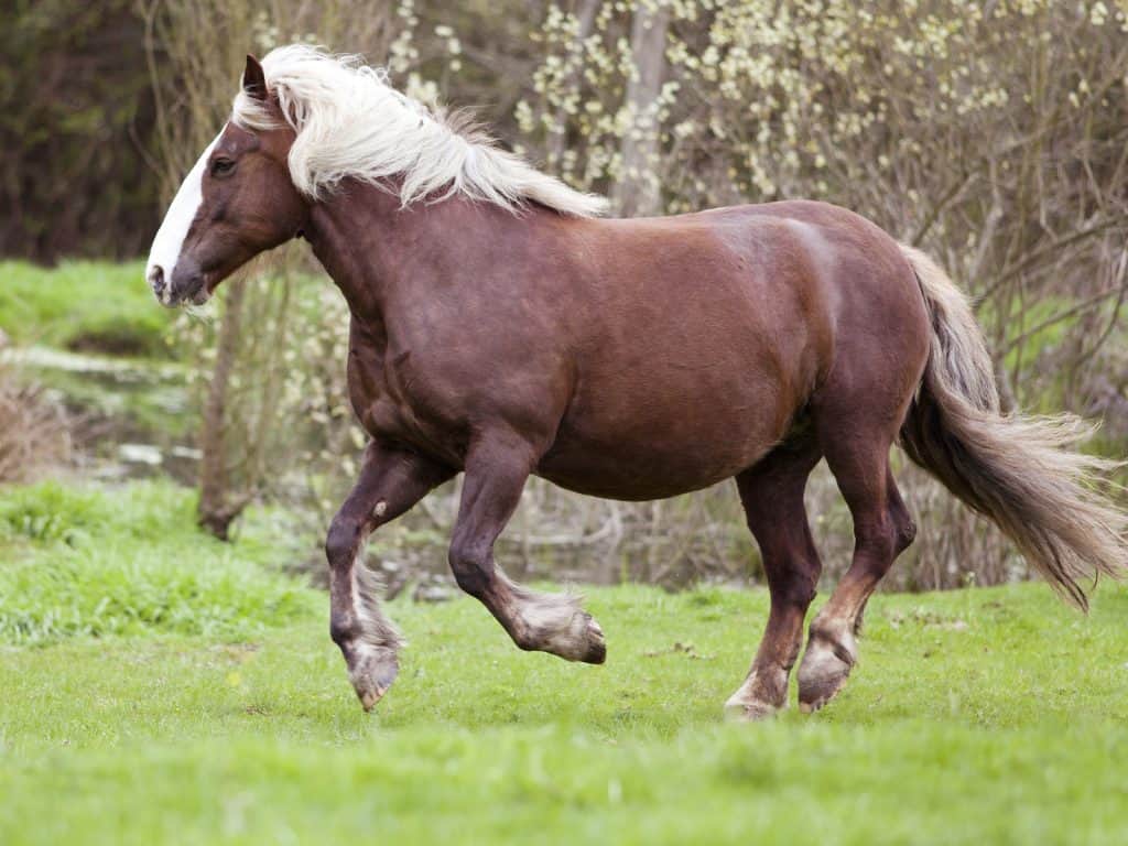 Black Forest Horse