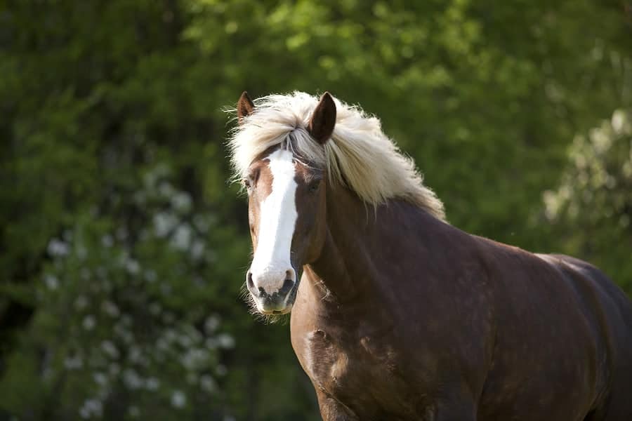 Black Forest Horse