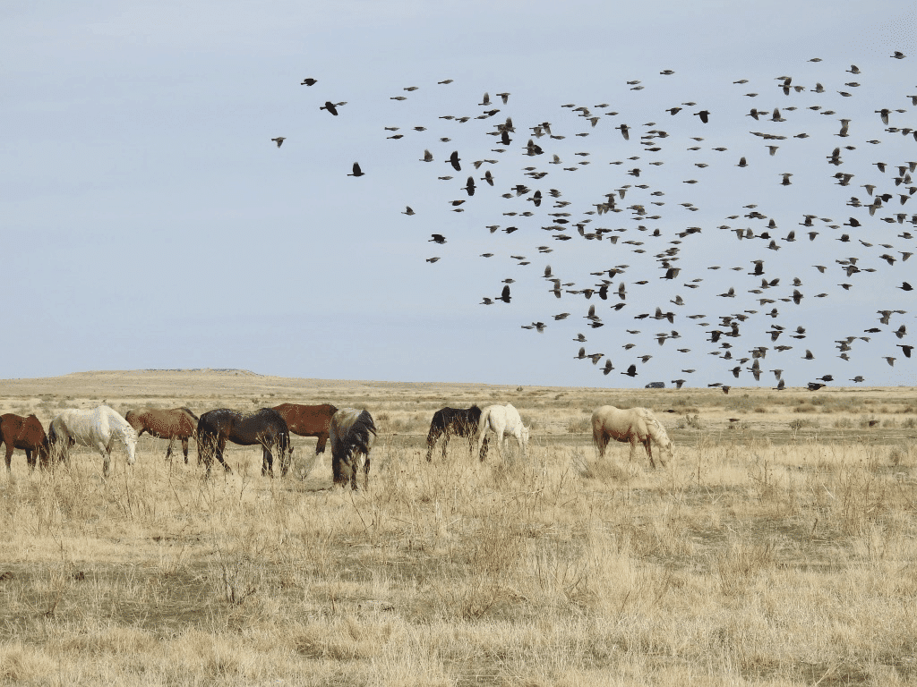 mustang sanctuary 