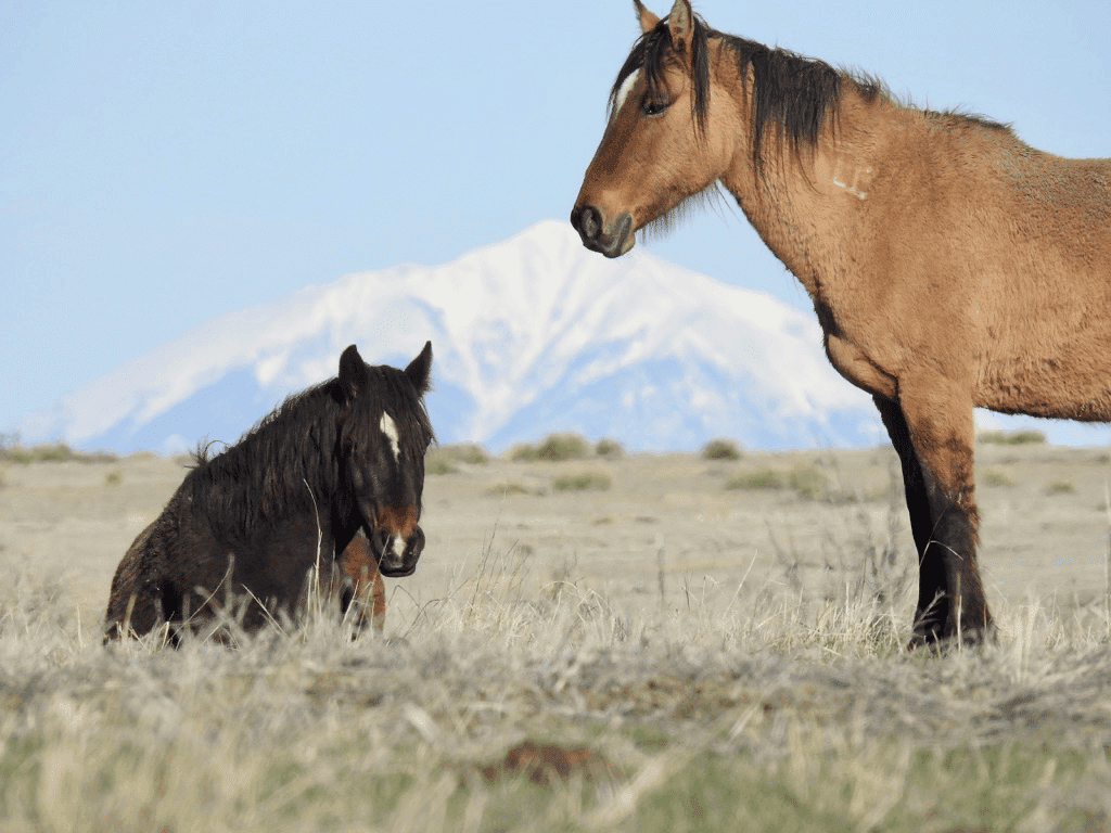 mustang sanctuary