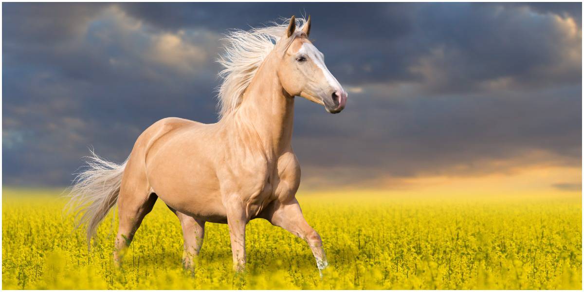 11 Interesting Facts About Palomino Horses