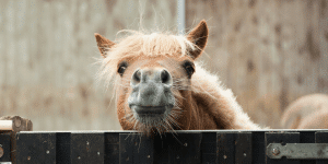 spooky horse