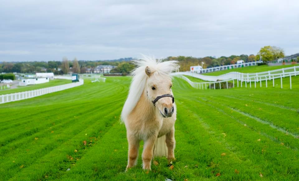 Teddy the Shetland