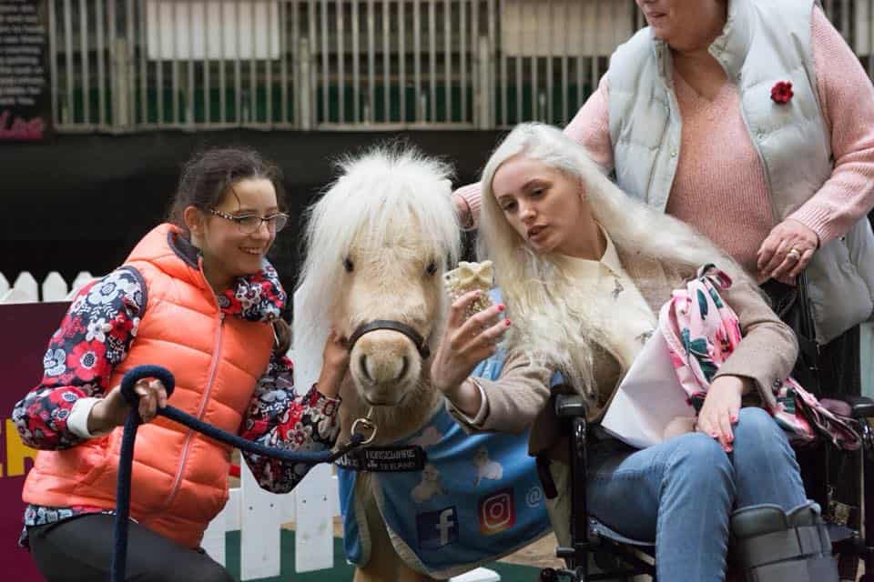 Teddy the Shetland