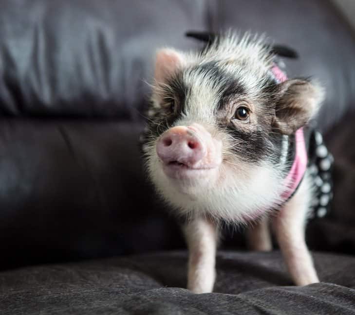 Fluffy the Therapy Pig