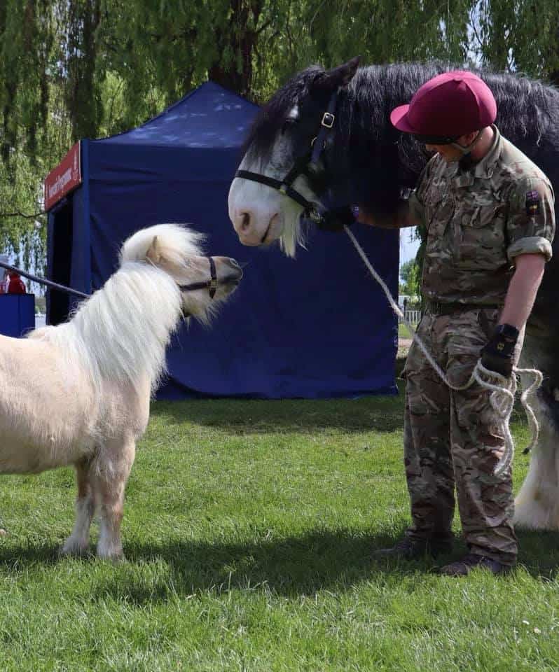 Teddy the Shetland